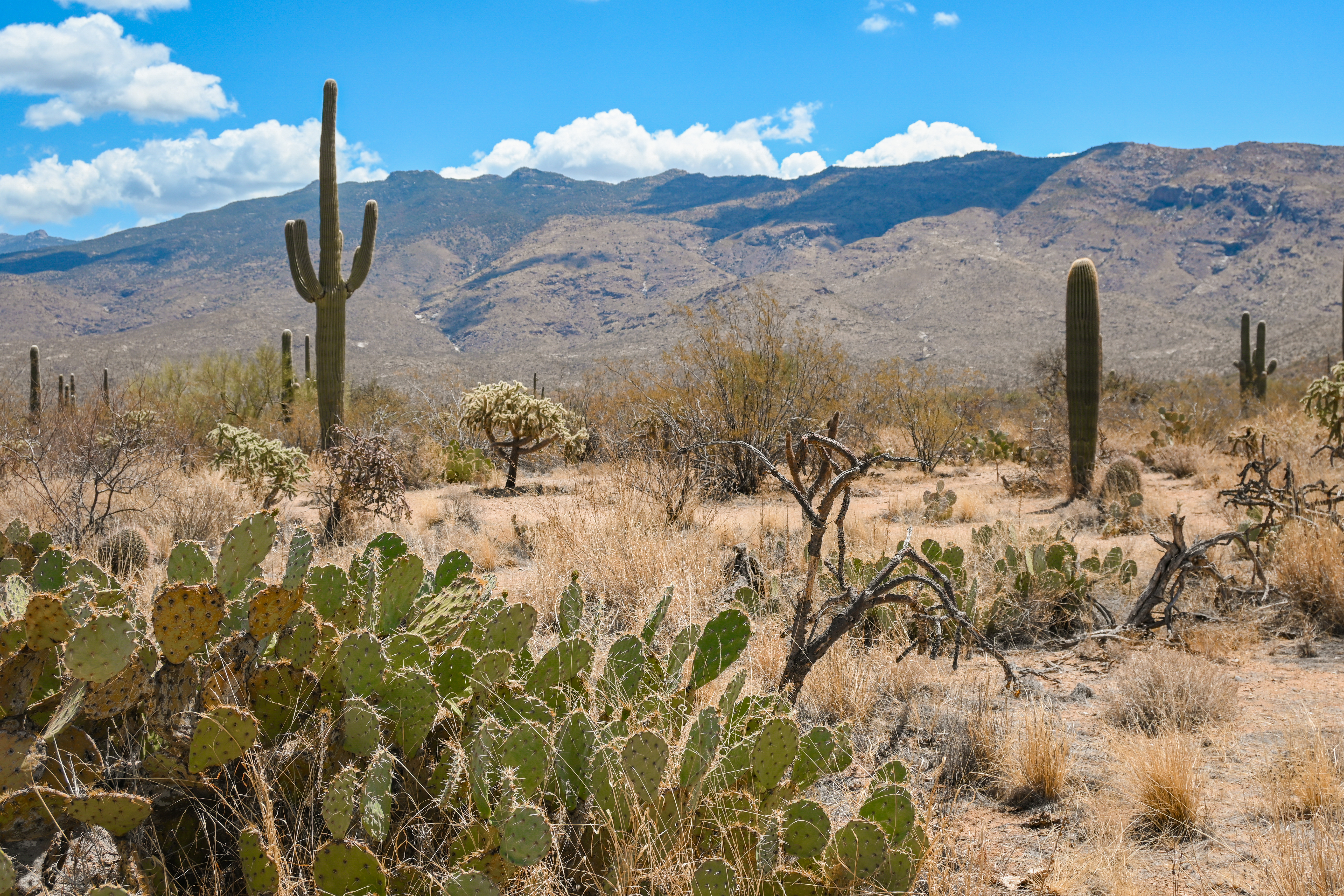 Arizona Adventure: Exploring Saguaro National Park