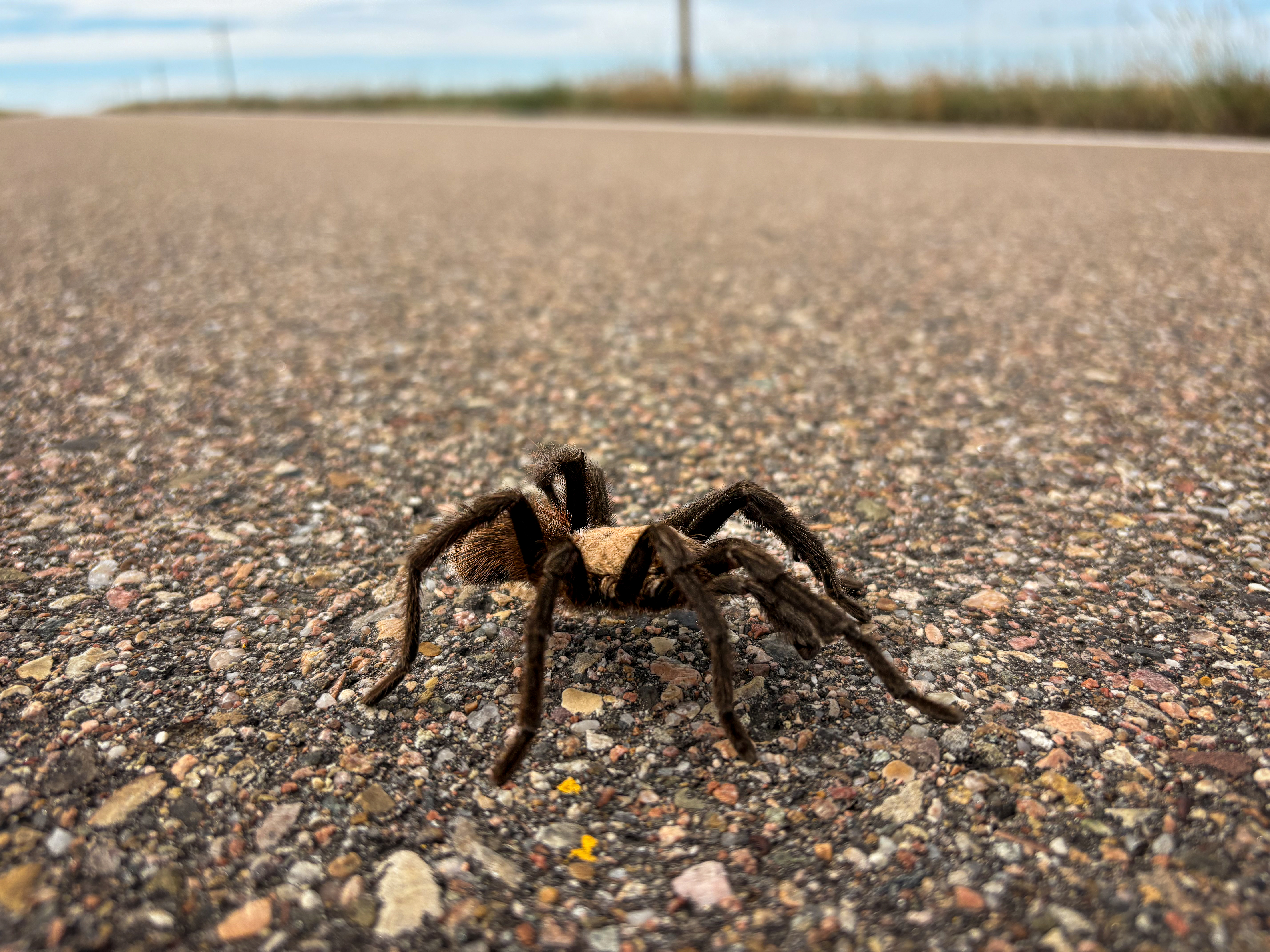 Spiders on the Move: Why Everyone’s Talking About Colorado’s Tarantula Migration